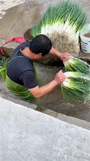 FROM DIRT to Clean: Preparing Fresh Scallions for MARKET 🚀