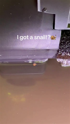 Baby Snail Surprise in New Aquarium Setup