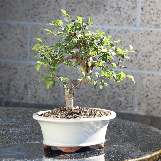 Chinese Elm Tree, 1-in Live Bonsai Feature - Etsy