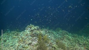 Coral reef with Snapper and Parrotfish