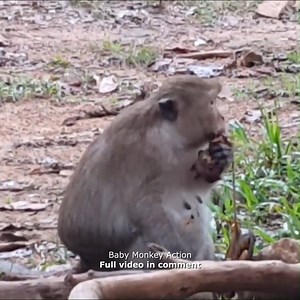 8.6K views · 34 reactions | Baby Monkey Action on Reels | Facebook