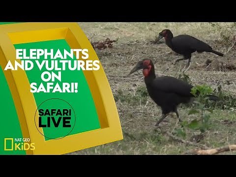 Elephants and Vultures on Safari! | Safari Live