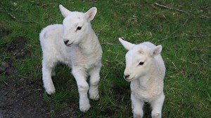 Sounds Of The Countryside | Sheep In The Field