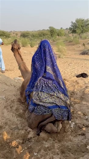 Why this doing with camel #foryou #camel #camelsagaglobal #viral #camelsagaglobal