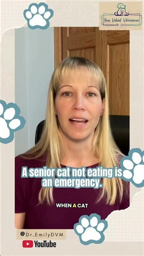 The 48-hour rule for senior cats that could save their life #cathealth #cats #veterinary