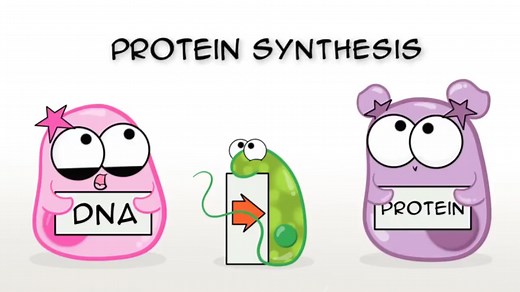 3.Protein Synthesis|蛋白质合成