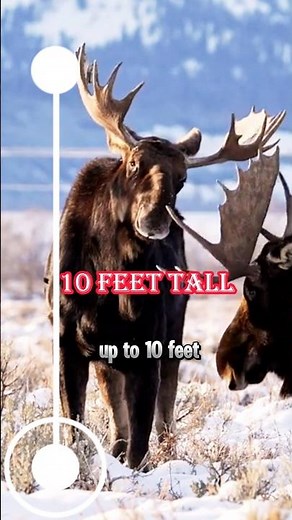 You Should not mess with this Moose.?