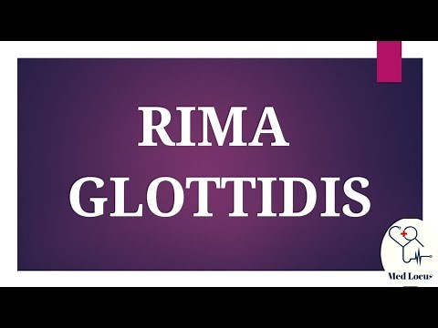 Rima Glottidis (Anatomy)