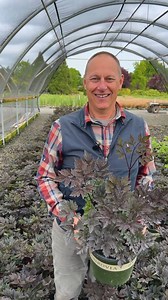 With its inky foliage and pale, fragrant flowers, Black Negligee Snakeroot feels made for autumn. 🖤 Emerging emerald green and maturing to brilliant dark purple, its leaves are dramatic on their own, but it’s the fall flower spikes come fall, blushed pink and creamy white, that really set this plant apart. Whether in a goth garden, woodland garden, or even cut for arrangements, this perennial thrives in part to full shade and adds irresistible contrast wherever it grows. Zone 3-9. And the show 