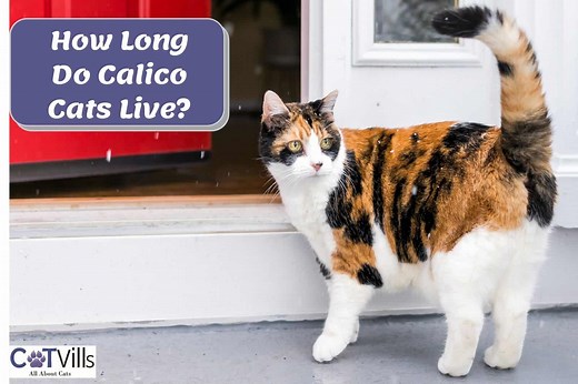 How Long Do Calico Cats Live? Secrets to Their Longevity