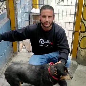 6.8K views · 559 reactions | Quem quiser e puder ajudar esse pequeno com custos veterinários o pix é 305.502.148-79 (sigam pelo próximo vídeo) *vc pode ajudar c qualquer valor* Ele foi encontrado no centro de MAUÁ-SP, as meninas que o encontraram ficarão responsáveis pelo abrigo dele após a alta do veterinário. Se vc tiver um espacinho para ele me chame pq elas estão buscando quem possa ficar c ele. | Alessandro Martins | Facebook