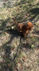 7.1K views · 1.4K reactions | Here are 8 seconds of adorable Maisy learning to listen to me with outside distractions. Reserved She is still only 21/2 lbs so her Foundations experience has been extended. | Puppy Perfectionist | Facebook