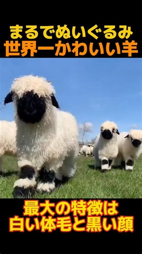 [Too cute] The cutest in the world, the Valley Blacknose Sheep #cute #animals #sheep #sheepshorts...