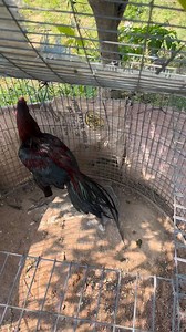 Cell ; 7799668945 Kalakada Chittoor district | Lks Chanal | Facebook