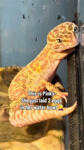 My leopard gecko Pinky laid her first eggs!
