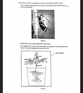 (c) Aphids are used by investigators to discover how plants tra... | Filo
