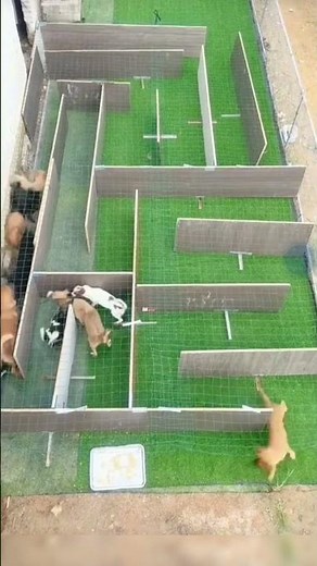 This Dog Solved a Maze Faster Than My Brain Could Process 😭🐶💨”