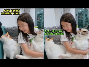A Cat Gets Jealous When It Sees Its Owner Carrying Another Cat - Funny Cat Videos