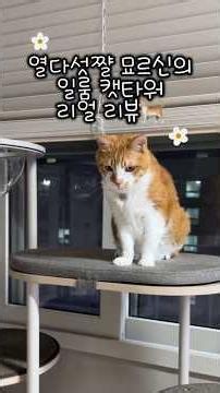 집사도 주인님도 만족하는 일룸 캣타워 리얼 리뷰🧐 #캣타워 #캣타워추천 #일룸캣타워 #냥스타그램 #cat