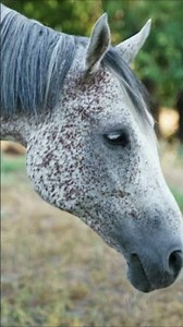 The Truth About Flea-Bitten Gray Horses (It's Not What You Think!) #horses #shorts