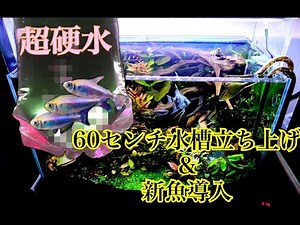 【60cm/水没林レイアウト】立ち上げと新魚導入！ part2