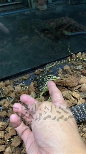 🦖🌳 #argus #monitor #lizard #reptile #exotic