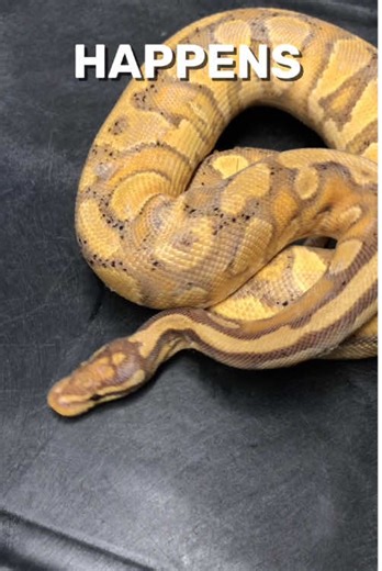 Stuck Shed Happens #snake #ballpythonbreeder #snakevideos #reptile #python