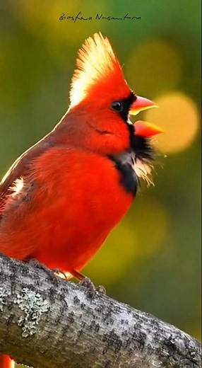 Stunning Male Cardinal Singing in Oak Tree #shorts