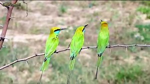 Blue cheeked Bee eater call