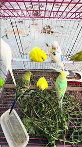 Budgie Best Friends Mango and Chutney Singing and Talking Sounds 99