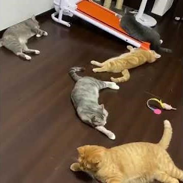 Cats and sneeze , Cats reaction to sneezing 🤧😸 | Cuties world 🌐