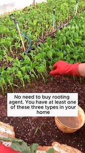 Three ways to make root stimulant #backyardgardening #gardeninglife #vegetablegardening #vegetablegarden | Addicted Gardening