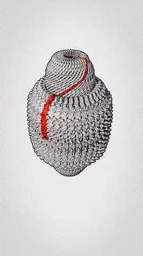 Putting mysterious cellular structures to use