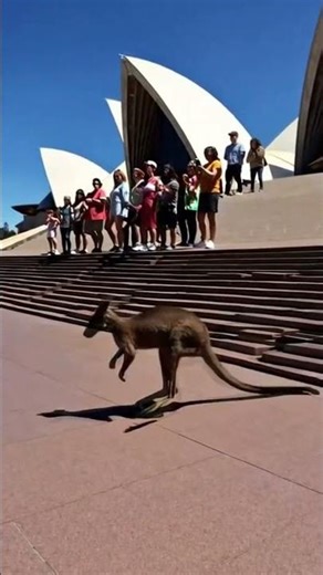 Kangaroo at Sydney Opera House｜シドニーオペラハウスのカンガ
