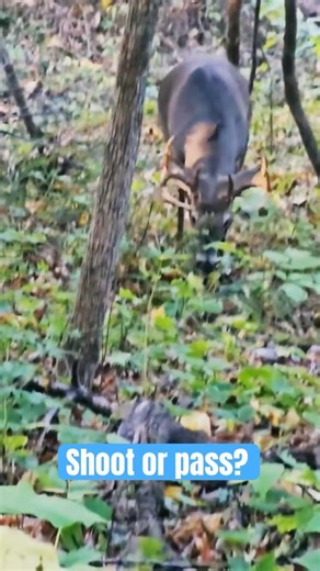 Close encounter with a public land buck Would you let it fly? #deerhunting #publiclandhunting #hunt