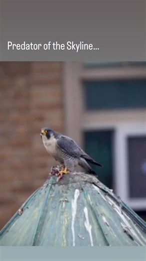 Predators of the Skyline: Peregrine Falcons Turn Urban Sprawl into a Hunting Ground. Not many species do as well with human infrastructure development & urban sprawl. Thankfully.Peregrine Falcons thrive by nesting on tall buildings that mimic cliffs, and by hunting abundant city pigeons - showing how some raptors can adapt remarkably well to human-made landscapes. . #peregrinefalcon #falcon . @elite_raptors @photo_falcons @photo.raptors @birdsonearth @feather_perfection @feather_features @best_b