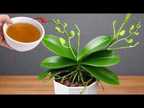 مثالي لأزهار الفالاينوبسيس وأنواع الأوركيد الشائعة الأخرى.