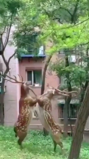 Epic Animal Power Struggles#animals