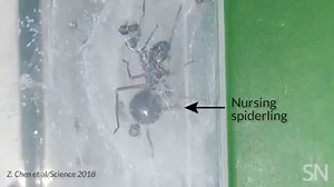 13K views · 61 reactions | We mammals named ourselves after our mammary glands. Yet other animals secrete their own version of milk for their babies. That includes the milk of this jumping spider, which may be the most mammal-like of all. Learn more: https://www.sciencenews.org/article/jumping-spider-mom-nurses-her-brood-weeks-milk | Science News Magazine | Facebook