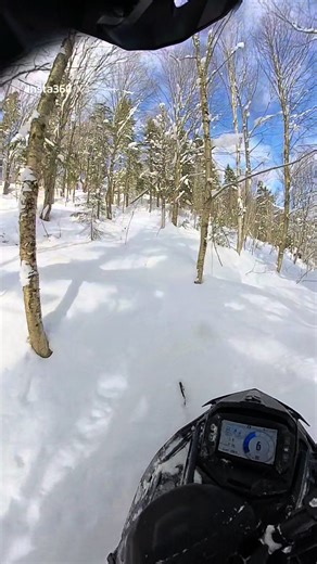 Snowmobiling Adventures: Tree Riding Tips and Tricks
