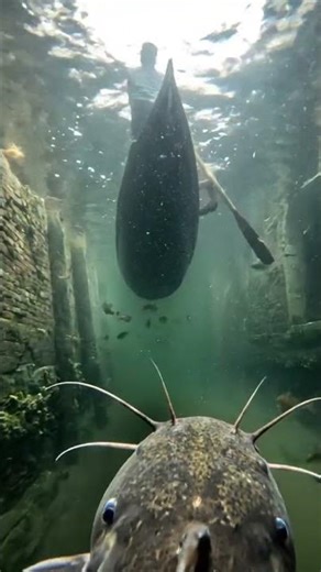 A catfish explored the canals of Venice with a GoPro camera, only to discover #GoPro