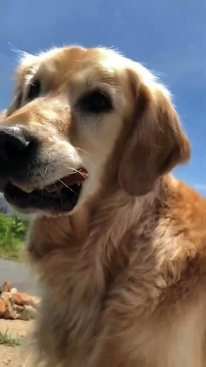 Golden retriever soft growling sound