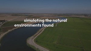 Bog Garden Planting Tips