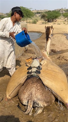 يحاول صبي تبريد جمل متعب بسكب الماء عليه في حرارة الصحراء