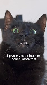 73K views · 2.5K reactions | I test my cat… answer is FISH! Cat logic is different! Would you give her an A+? #cats #blackcat #catcomedy #back2school #firstday | NiceRascals cats | Facebook