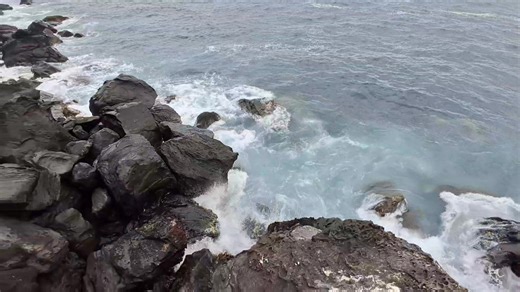 4.9K views · 80 reactions | @destacar Grey triggerfish Balistes capriscus | Sousa Jose | Facebook