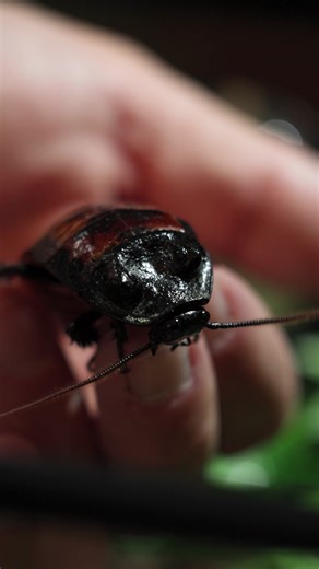 36K views · 63 reactions | Would you want a hissing cockroach as a pet? What "spooky" animal should we cover next? | Petco | Facebook