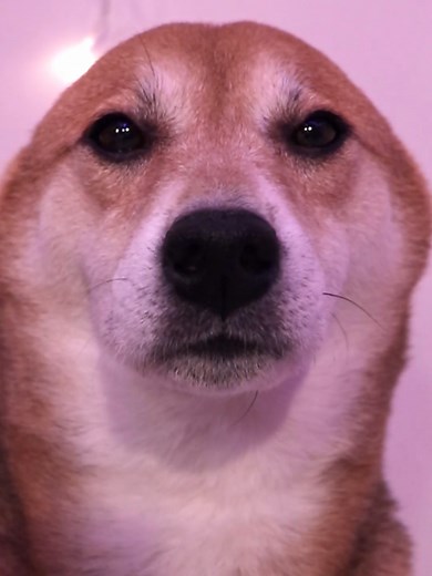 Drake Dog Tok Song Cover by Lemonade Psycho