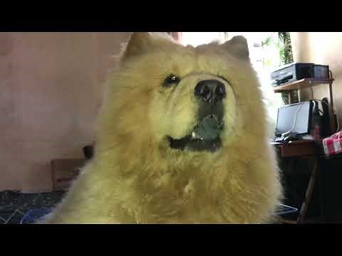 CUTE CHOW CHOW barking