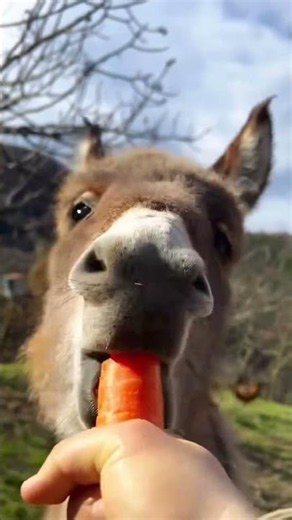 Funny Naughty Baby Donkey Playing | Cutest Donkey Baby Ever 🫏😂